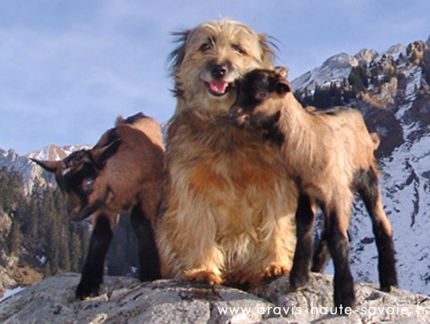 chien gardien de troupeau