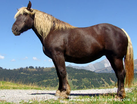 balade en calèche La Clusaz