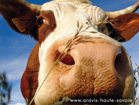 la vache arvimedia