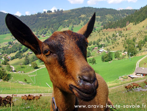 chèvrerie la Clusaz